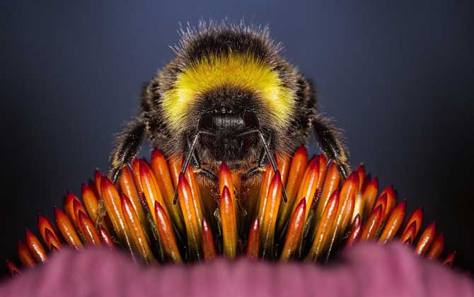 被蜜蜂蟄了如何處理? 被蜜蜂蟄了如何處理