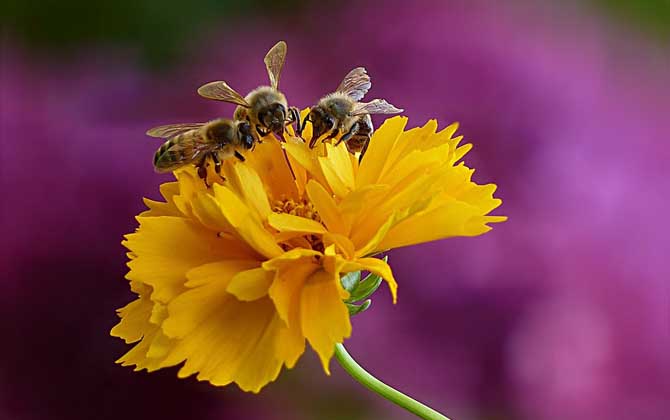 現在養蜜蜂還能賺錢嗎? 養蜂賺錢