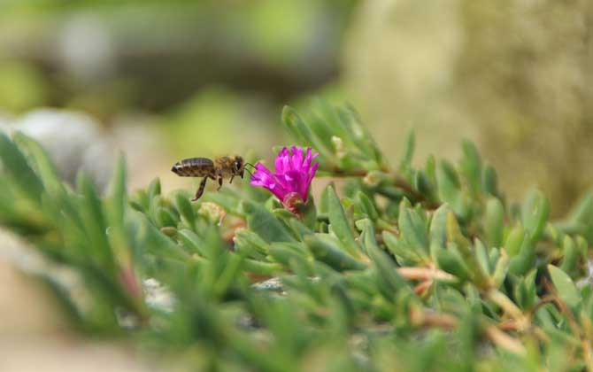 現在養蜜蜂還能賺錢嗎? 養蜂賺錢