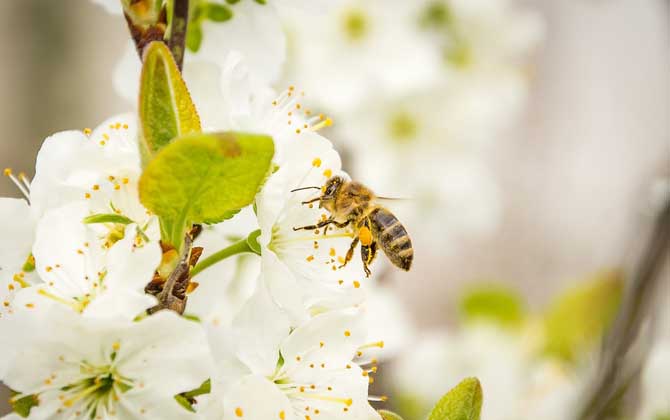 定點(diǎn)養(yǎng)蜂一人最多能養(yǎng)多少箱? 定點(diǎn)養(yǎng)蜂