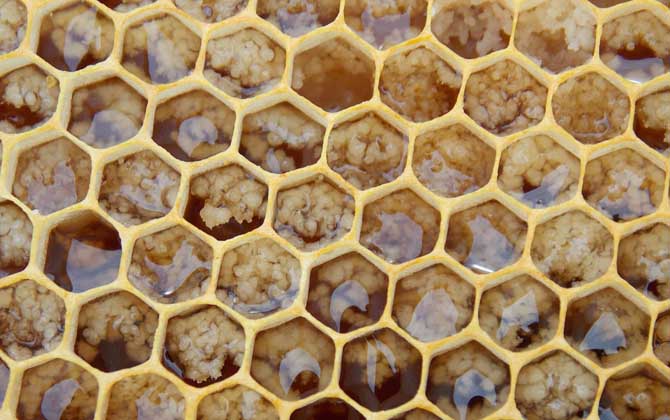 中蜂囊狀幼蟲病的癥狀及防治 中蜂囊狀幼蟲病