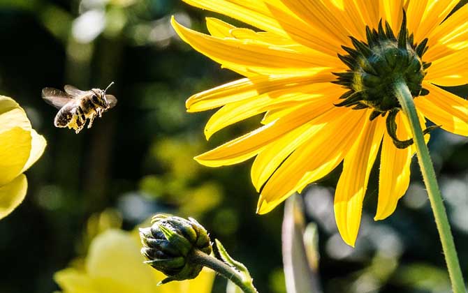 「基礎篇」蜜蜂吃什么食物? 蜜蜂