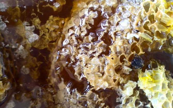 純野生蜂蜜二百元一斤貴嗎? 野生蜂蜜