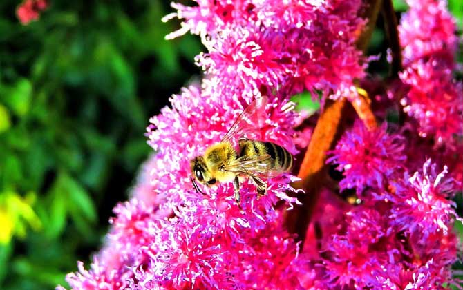 投資1萬養蜜蜂利潤多少? 養蜂利潤