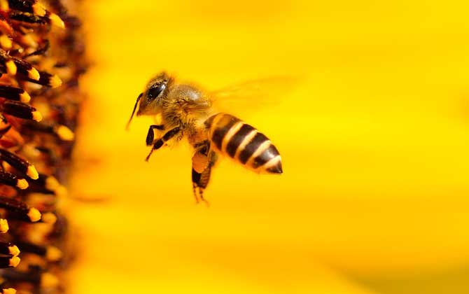 養100箱蜜蜂能掙多少錢? 養蜂掙錢