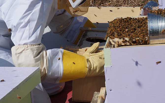 養(yǎng)蜂人收入怎么樣? 養(yǎng)蜂人