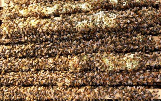 2021年意蜂王多少錢(qián)一只? 意蜂王多少錢(qián)一只