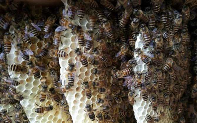 在農(nóng)村可以養(yǎng)蜜蜂嗎? 養(yǎng)蜂