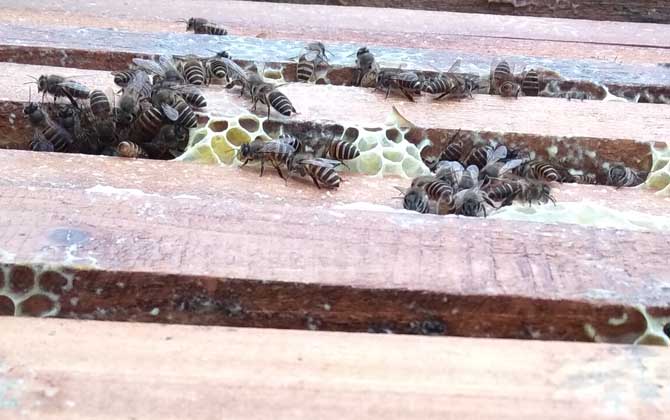 蜜蜂養殖成本和利潤怎么計算? 蜜蜂養殖