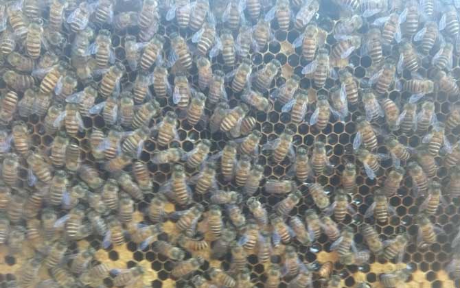 蜜蜂養殖成本和利潤怎么計算? 蜜蜂養殖