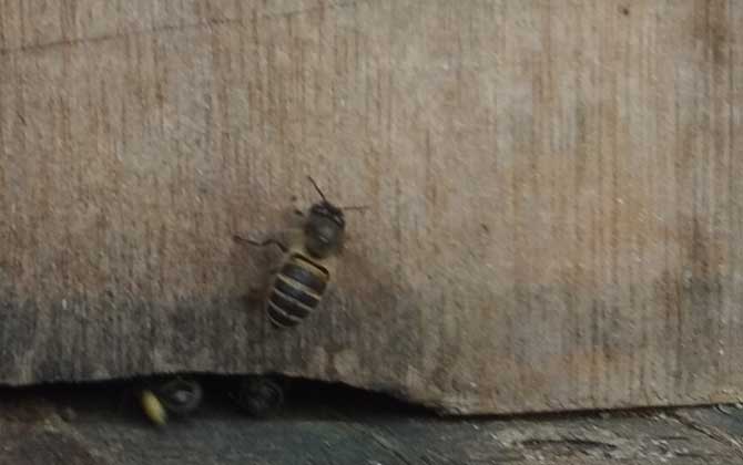 蜜蜂養殖成本和利潤怎么計算? 蜜蜂養殖