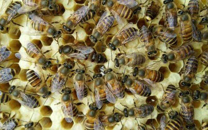 養蜂一年能掙二十多萬嗎? 養蜂