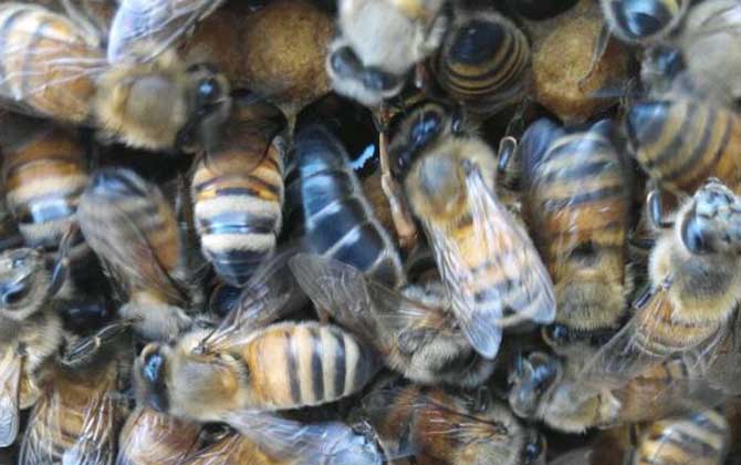 東北黑蜂有哪些優點? 東北黑蜂