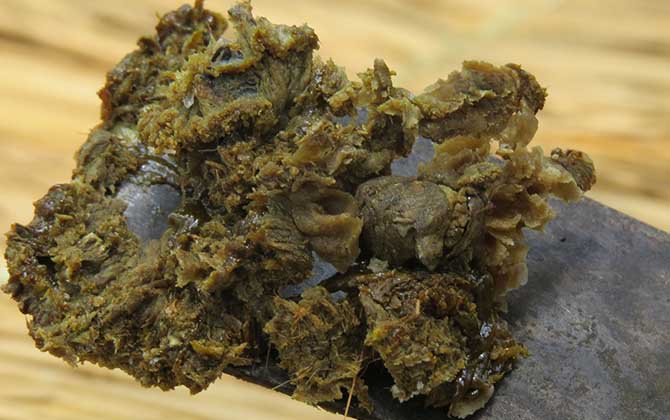 蜂產品的種類及圖片大全 蜂膠