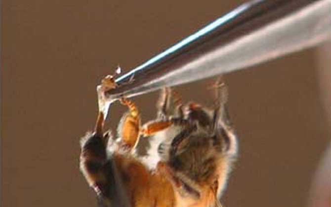 蜂產品的種類及圖片大全 蜂毒