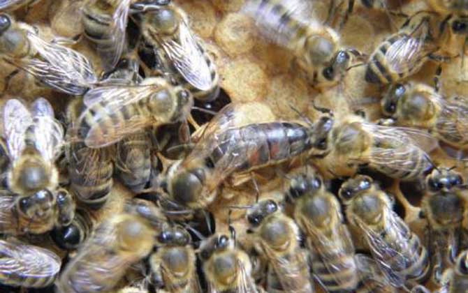 我國(guó)飼養(yǎng)的蜜蜂有哪些種類(lèi)? 高加索蜂