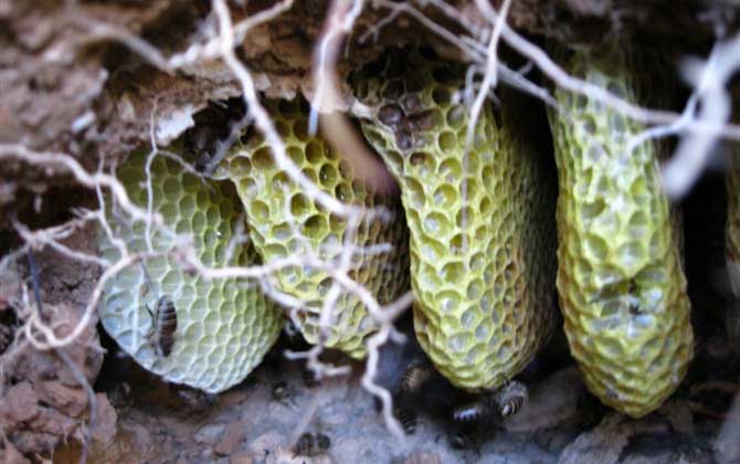 中華蜜蜂分布在哪里? 中華蜜蜂