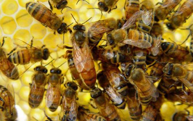 新蜂王交尾成功有什么標(biāo)志? 新蜂王交尾