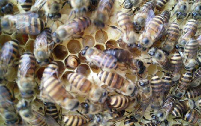 處女蜂王是怎樣交尾的? 處女蜂王