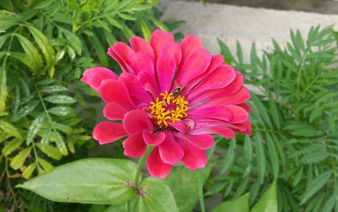 蜜蜂為什么要采水? 蜜蜂