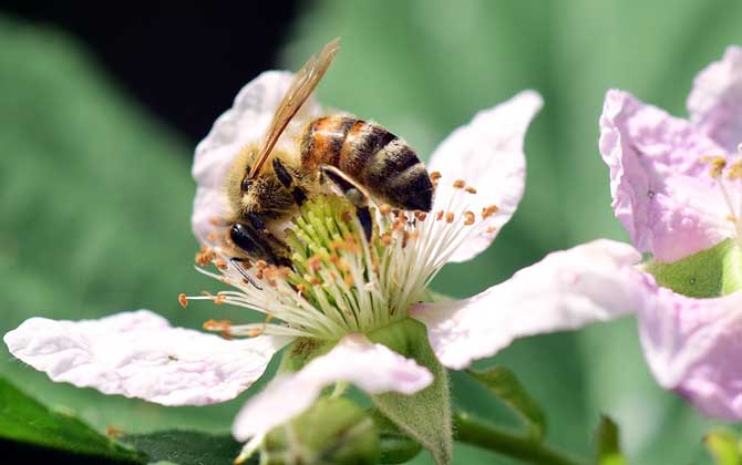 被蜜蜂蟄了怎么處理才好? 被蜜蜂蟄了怎么處理