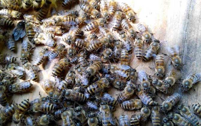中蜂一年自然分蜂幾次? 自然分蜂