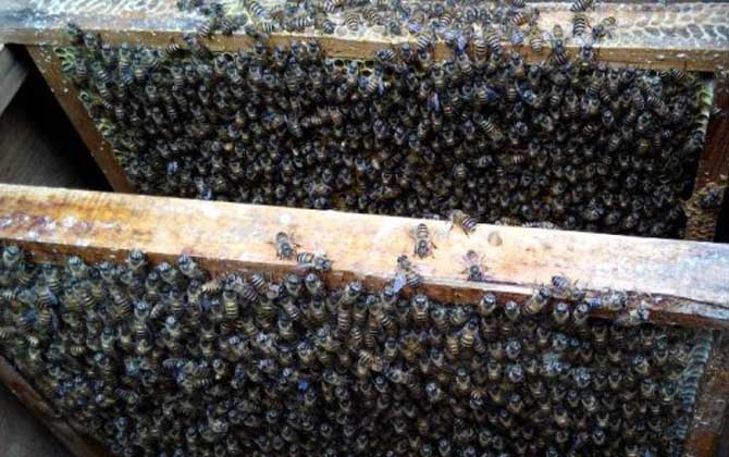 中蜂一年自然分蜂幾次? 自然分蜂