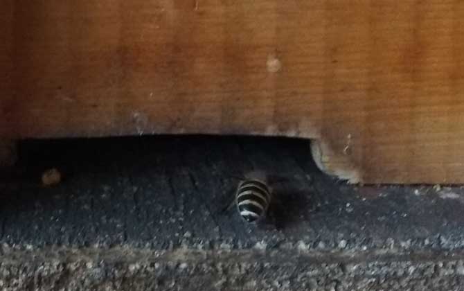 蜜蜂為什么在巢門口扇風? 蜜蜂