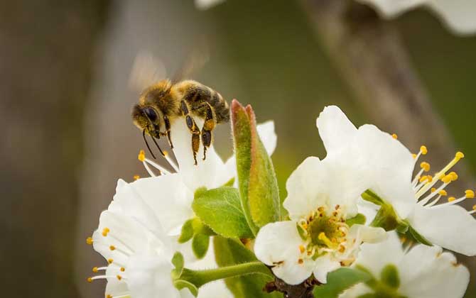 蜜蜂為什么要采鹽? 蜜蜂