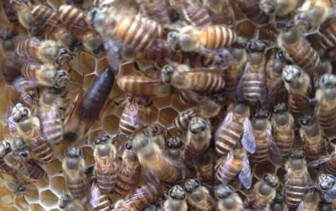 中華蜜蜂的種類及圖片大全 華中中蜂