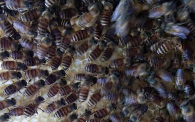 中華蜜蜂的種類及圖片大全 長白山中蜂