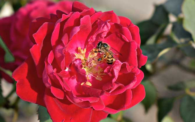 蜜蜂是昆蟲(chóng)嗎? 蜜蜂