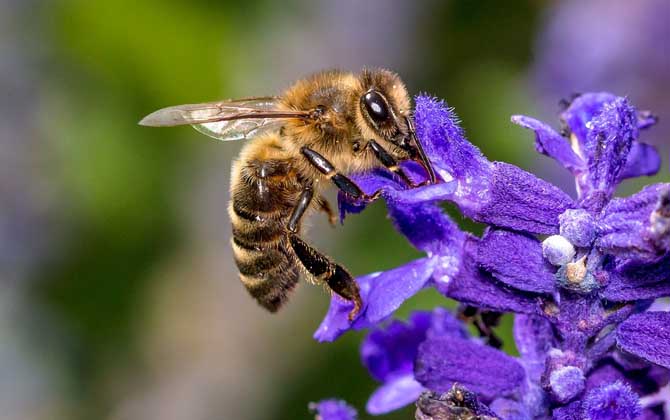 蜜蜂是昆蟲(chóng)嗎? 蜜蜂
