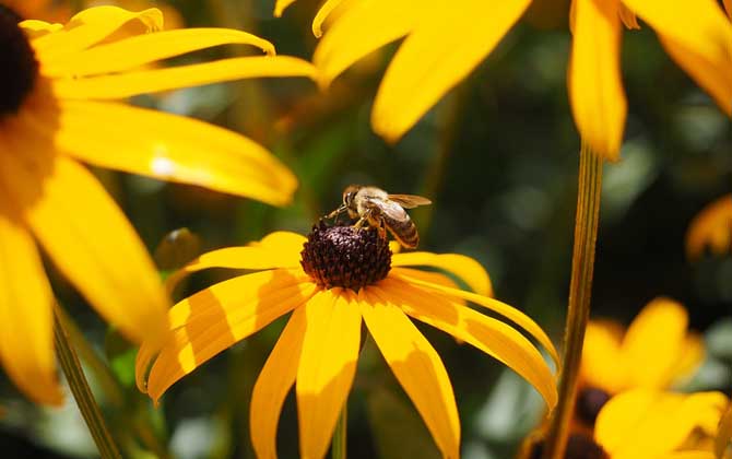 蜜蜂蜇人后為什么會(huì)死去? 蜜蜂