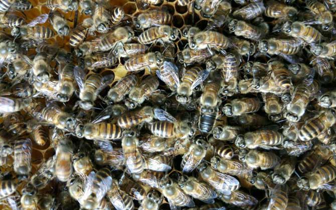 雄蜂試飛后多久發(fā)生分蜂? 雄蜂