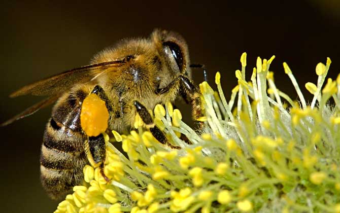 蜜蜂王國有哪些神奇的奧秘? 蜜蜂