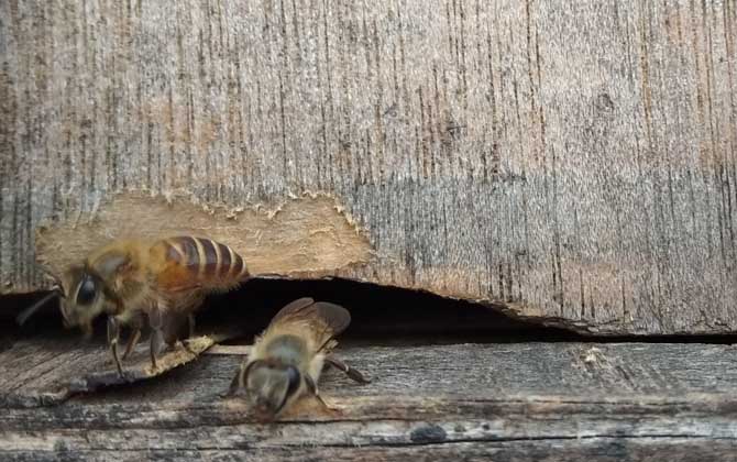被土蜂蟄了怎么處理? 土蜂
