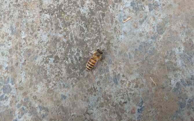 土蜂和洋蜂有什么區別? 土蜂