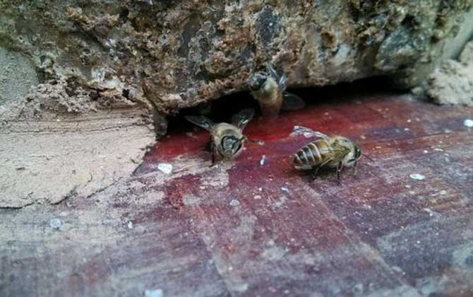 土蜂和洋蜂有什么區別? 土蜂