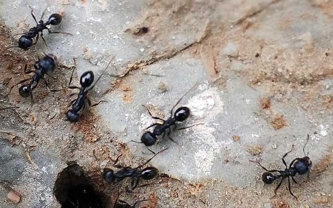 蜜蜂和螞蟻有什么區別? 螞蟻