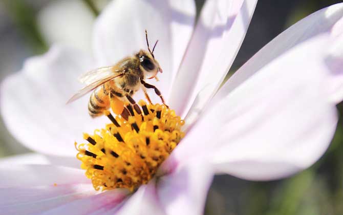 蜜蜂不釀蜜是什么原因? 蜜蜂