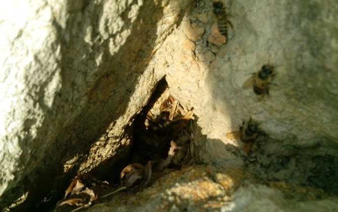 野生蜜蜂什么時候分蜂? 野生蜜蜂