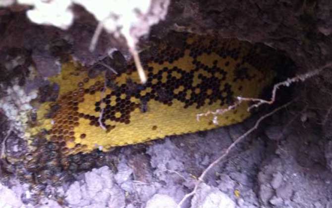 野生蜜蜂什么時候分蜂? 野生蜜蜂