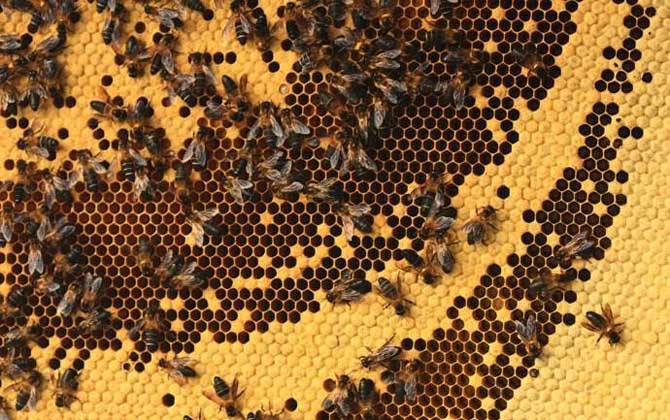 世界上體型最大的蜂是什么? 黑大蜜蜂