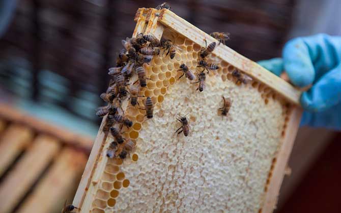 蜜蜂吃白糖會產蜂蜜嗎? 蜜蜂