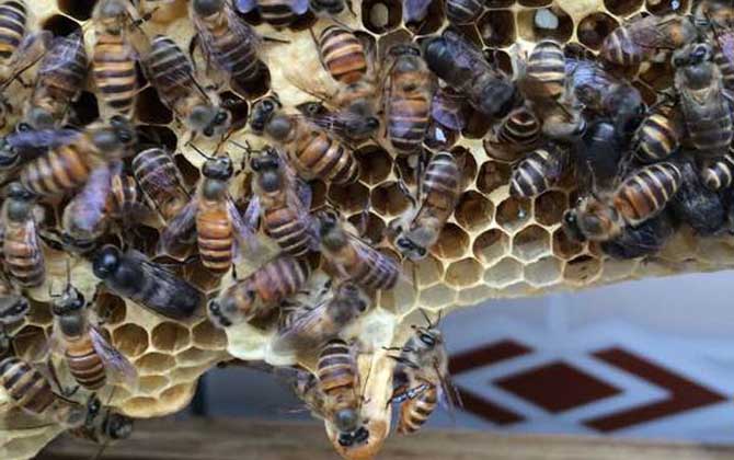 蜂王死了蜂群會(huì)跑嗎? 蜂王