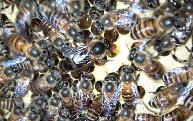 蜜蜂失王了幾天飛走? 蜂王