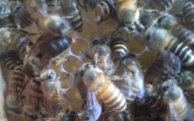 蜜蜂失王了幾天飛走? 蜂王