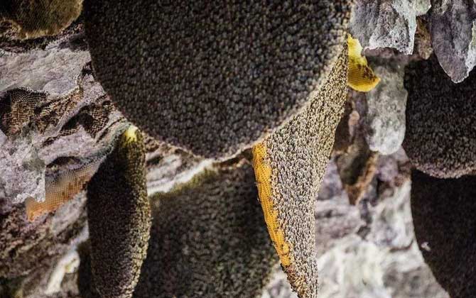 黑大蜜蜂生活在哪里? 黑大蜜蜂