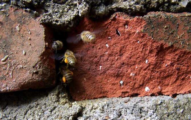 偵查蜂會提前幾天找窩? 偵查蜂